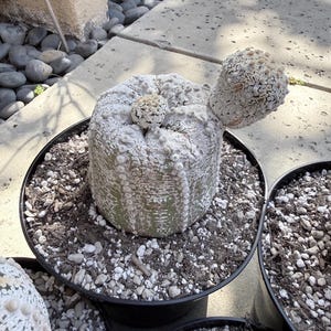 May include: A cylindrical green cactus with a textured, white, crusty surface pattern and vertical ribs, potted in a black container filled with dark soil and white perlite. A smaller, rounded growth extends from the top side of the main plant.