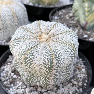 May include: A round, green Astrophytum cactus with distinct ribs and a dense covering of white, scale-like spots. The cactus features a small, fuzzy, light-colored center and is planted in a black plastic pot filled with white gravel.