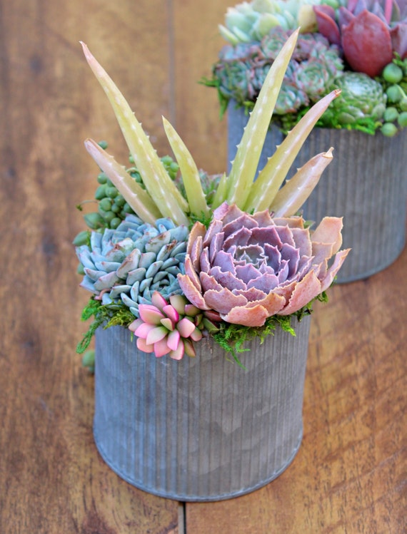 Cute Tin Table-Top Succulent Arrangement | Etsy