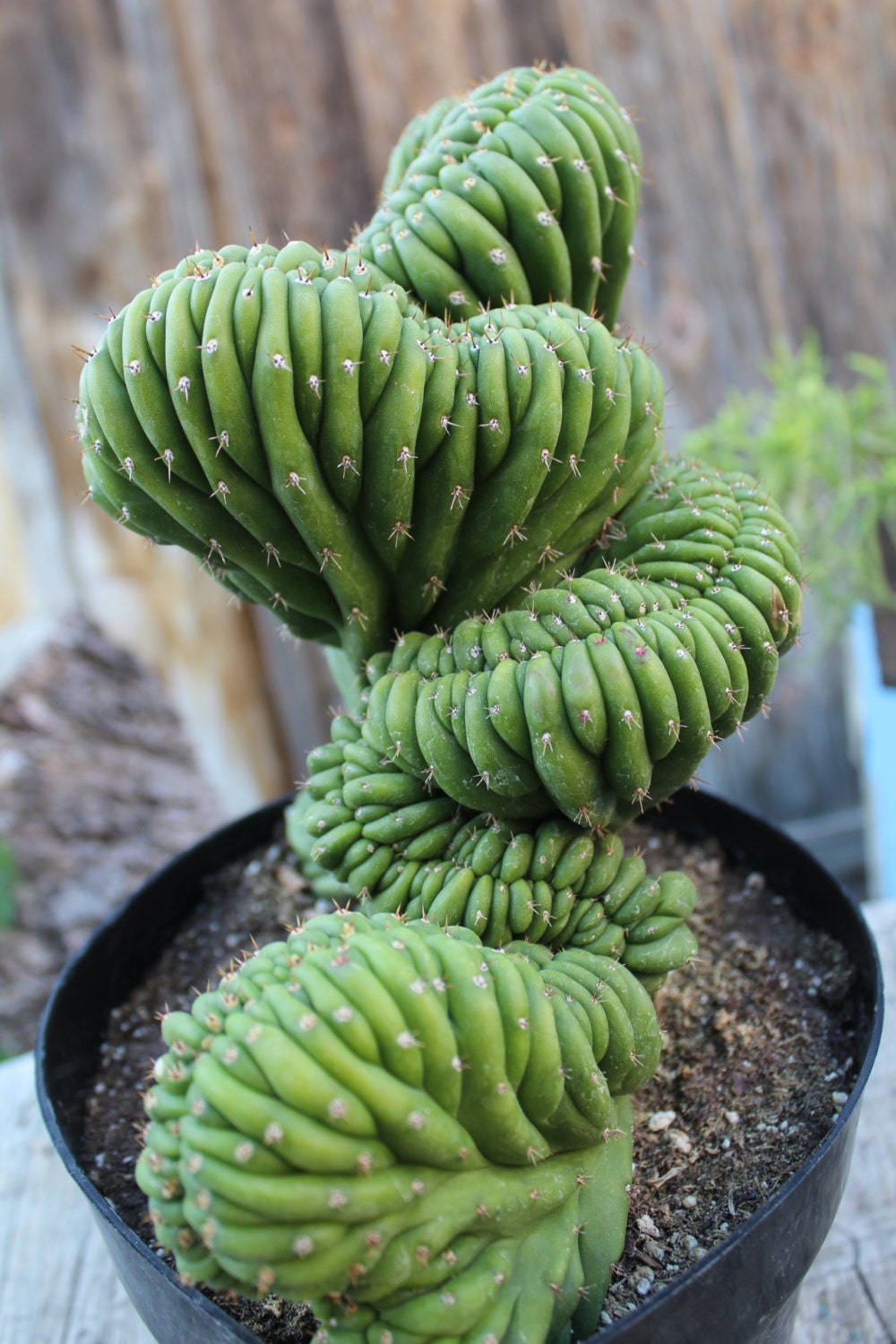 Trichocereus Pachanoi Cristata Crested San Pedro Cactus 8" Pot