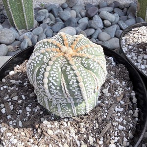 May include: A round, green Astrophytum asterias cactus with distinct vertical ribs covered in white, fuzzy, dot-like patterns. The top center features a cluster of light brown, woolly fibers. The cactus is planted in a black plastic pot.