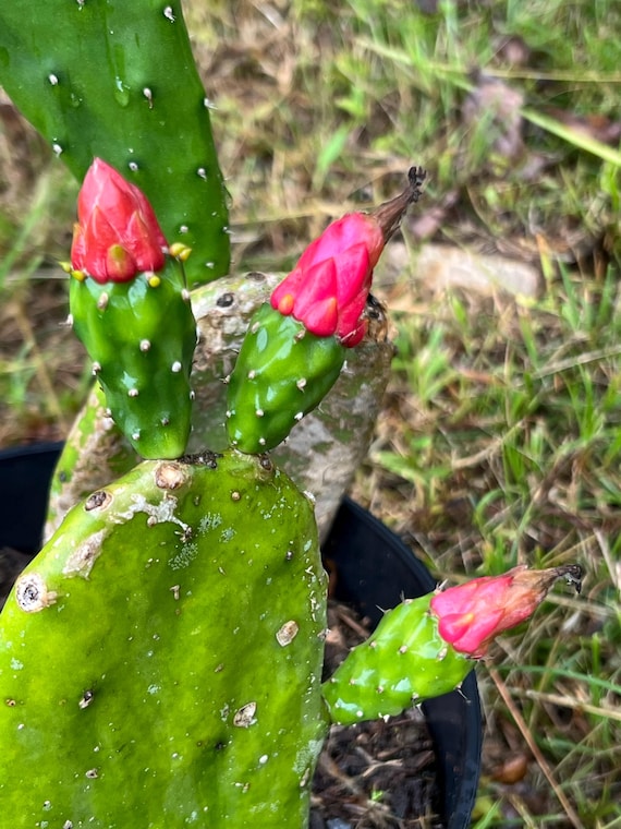 One LARGE Rare Caribbean Prickly Pear Pad Cactus Plant - Easy to Grow -  Will Grow Fruit - Edible Cactus - 1 Pad Only DELICIOUS Pears From PR - Etsy
