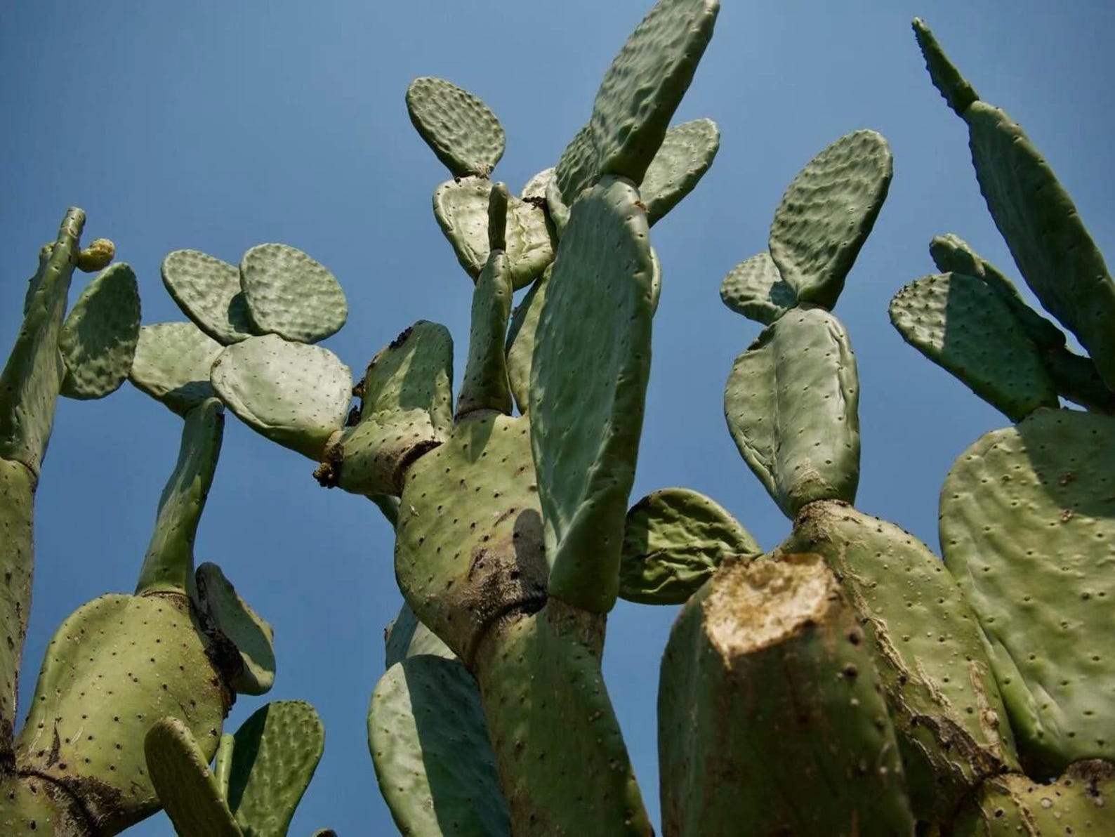One Rare Caribbean Prickly Pear Pad Cactus Plant - Easy to Grow - Will ...