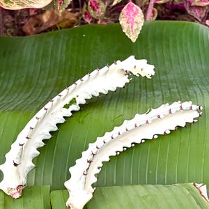 May include: Two white, spiky, plant stems with red accents are lying on a green banana leaf.