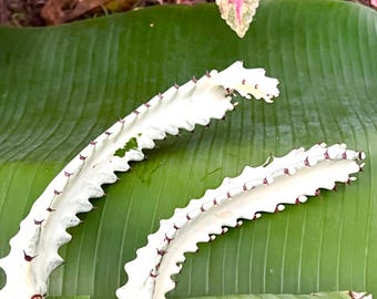 Extemely Rare Varigated Nearly Albino Caribbean Candelabra Dragons Bones White Ghost Euphorbia Cactus Lactea - One Piece Easy Root Plant