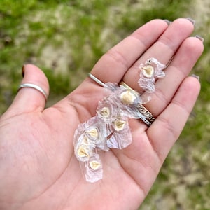 10 + Tulipa Africana Caribenha Extremamente Fresca Spathodea Campanulata Nunca Seca Sempre Fresca Colhida Magnólia Vermelha Chama da Floresta