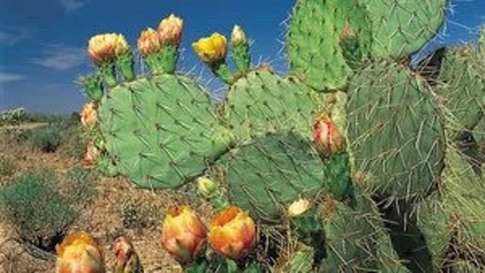One Rare Caribbean Prickly Pear Pad Cactus Plant - Easy to Grow - Will ...