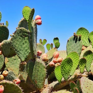 One Rare Caribbean Prickly Pear Pad Cactus Plant - Easy to Grow - Will Grow Fruit - Edible Cactus - 1 Pad Only and DELICIOUS pears from PR