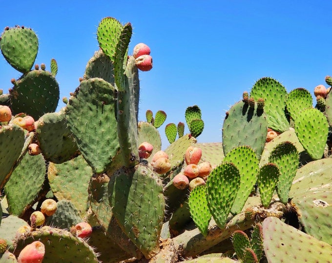 One Rare Caribbean Prickly Pear Pad Cactus Plant - Easy to Grow - Will ...
