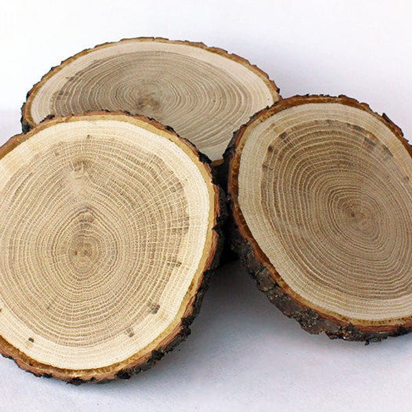 6 rovere 5"- 5 1/2" legno fette. Fette di ramo di albero rustico per mestiere. Fette di legno naturale