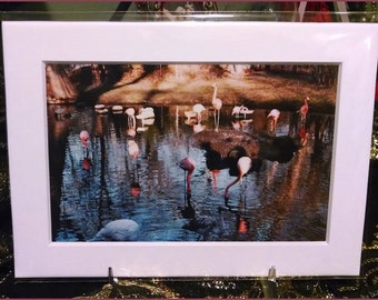 Flamingos Photograph (2008)