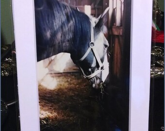 Stabled Horse Photograph (2004)