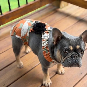 Peut inclure: Un bouledogue français au pelage gris et beige portant une couche pour chien en tissu orange brûlé avec un motif floral blanc. Le vêtement présente une bordure à volants sur les bords et une grande fleur en tissu noir sur le dos.