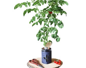 Hydroponic Tomato Garden Kit, Indoor Garden Kit, Mason Jar Garden, Garden Supplies, Tomato Plant, Tomato Seeds