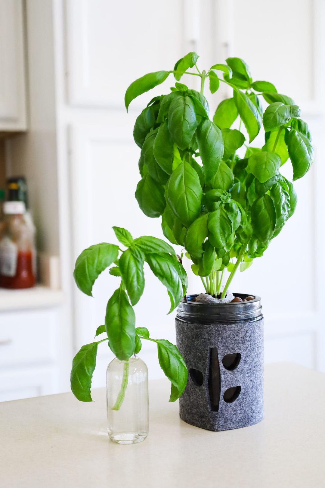 Basil Garden Kit, Indoor Herb Garden Kit, Mason Jar Garden, Hydroponic ...