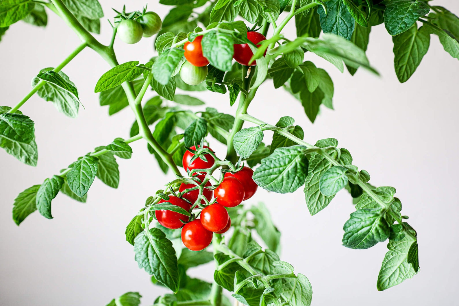 Hydroponic Tomato Garden Kit Indoor Herb Garden Kit Mason Etsy