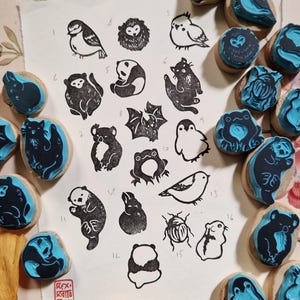 タンポンのアニモー、メインとバンドゥの両方の使用