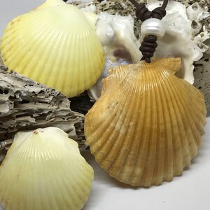 Seashell pearl beach necklace, shell jewery, statement necklace, beach jewelry