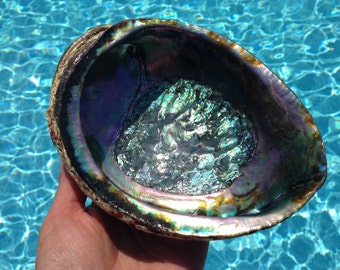 Large 6 -7" Abalone Shell,Green Abalone,Natural Shell,Healing Kit,Incensing,Smudge Bowl,Resin Burning, House Blessing Decor, Aura Cleansing,