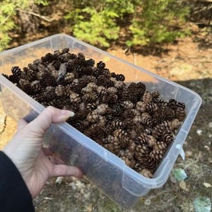 May include: A clear plastic container filled with numerous small, brown pine cones. The container is held up, with a blurred background of green trees and sunlight.