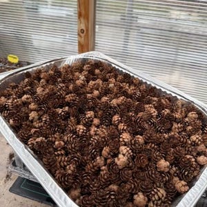 May include: A rectangular aluminum tray filled with numerous small, brown pine cones. The pine cones vary in shade from light tan to dark brown, creating a textured surface. The tray is set in a greenhouse environment.
