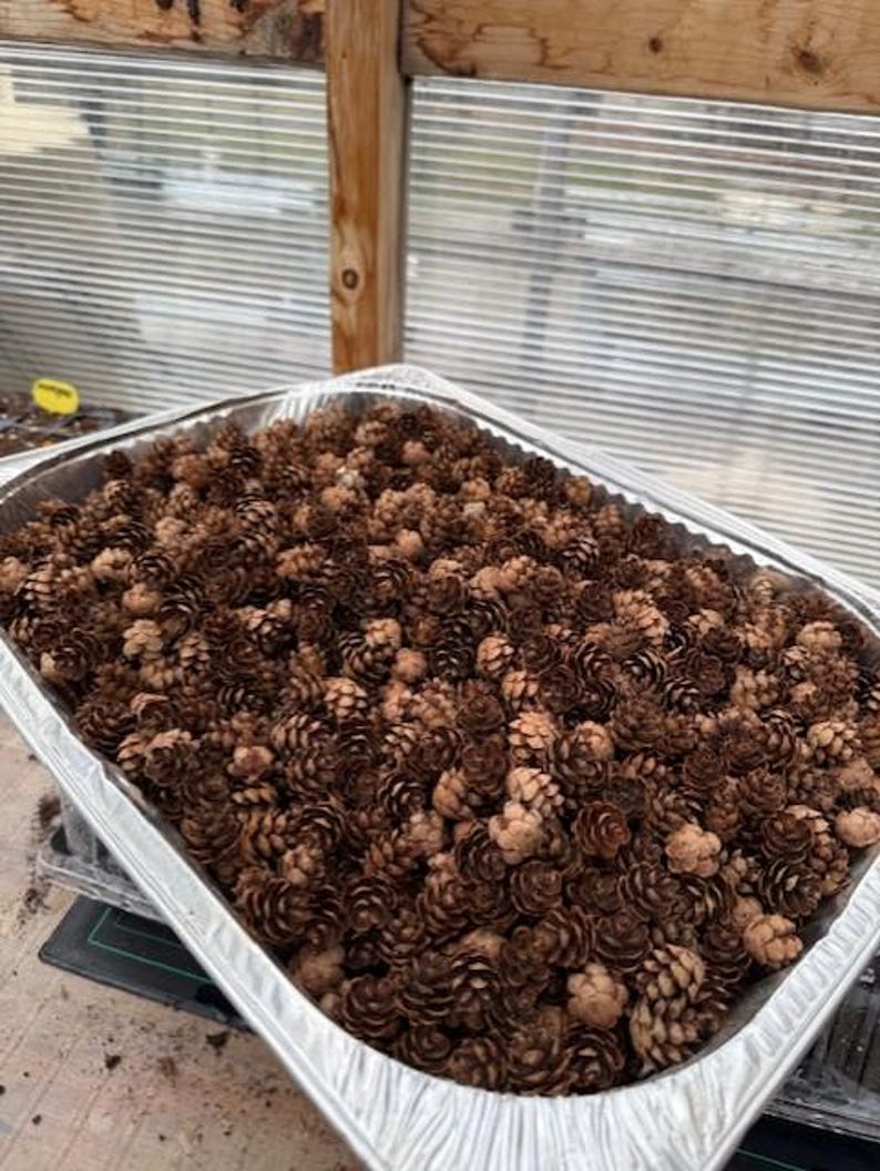 May include: A rectangular aluminum tray filled with numerous small, brown pine cones. The pine cones vary in shade from light tan to dark brown, creating a textured surface. The tray is set in a greenhouse environment.