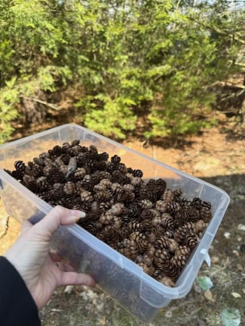 May include: A clear plastic container filled with numerous small, brown pine cones. The container is held up, with a blurred background of green trees and sunlight.