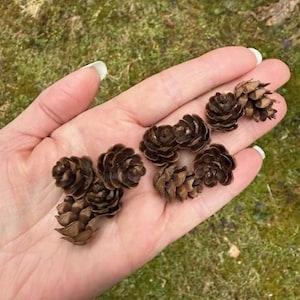 May include: A collection of small, brown pine cones held in an open hand. The cones have a textured, layered appearance and vary slightly in size. The background is a blurred view of green foliage.