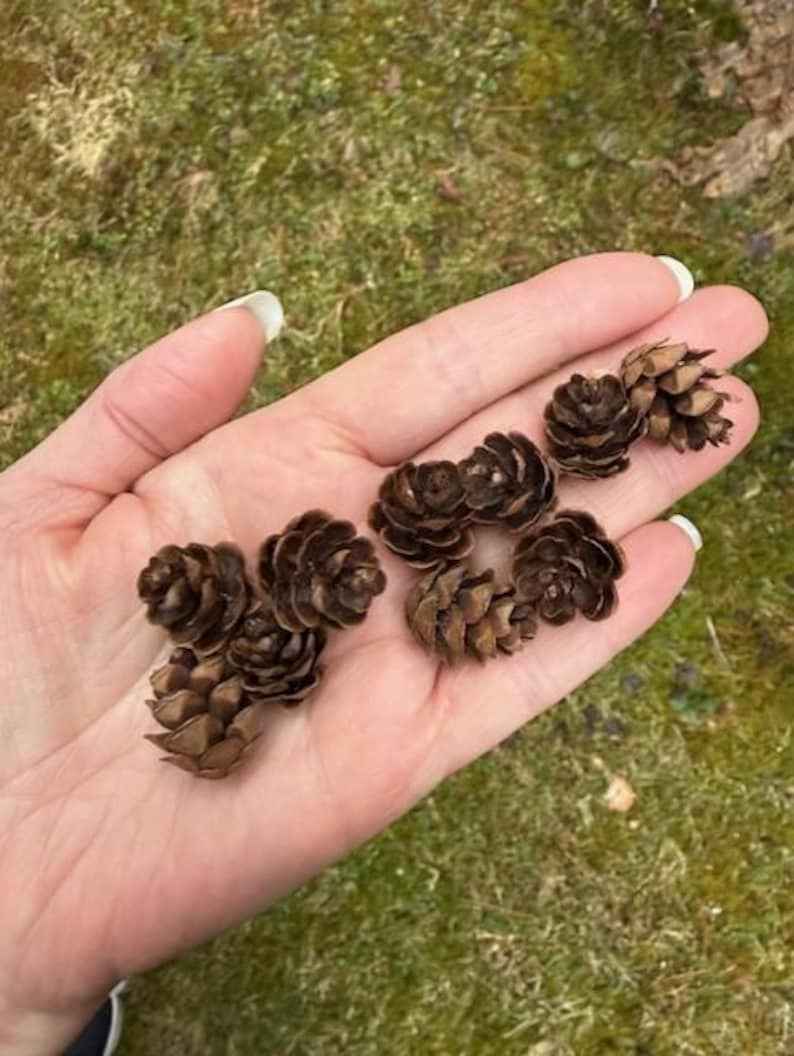 May include: A collection of small, brown pine cones held in an open hand. The cones have a textured, layered appearance and vary slightly in size. The background is a blurred view of green foliage.