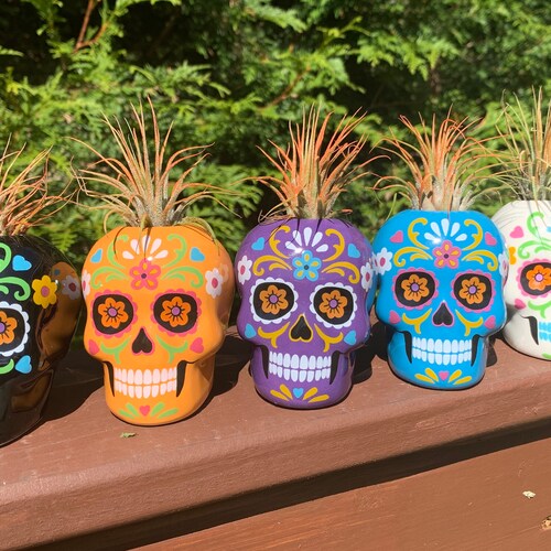 Day of the Dead Sugar Skull Small Air Plants & Succulents , Airplant, Air Plants,