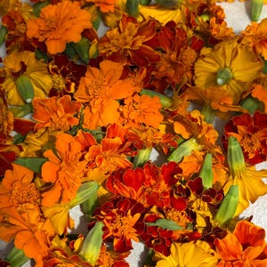Dried Marigold Flowers: USA Grown, Vibrant Colors, Crafting & Apothecary