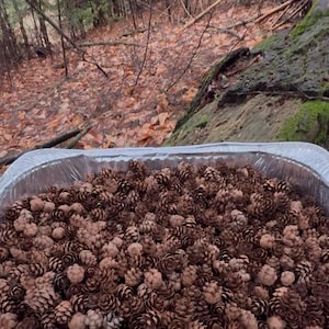 May include: A rectangular aluminum tray filled with numerous brown pine cones. The pine cones are of varying sizes and shapes, with a natural, textured appearance. The background shows a forest setting with trees and fallen leaves.