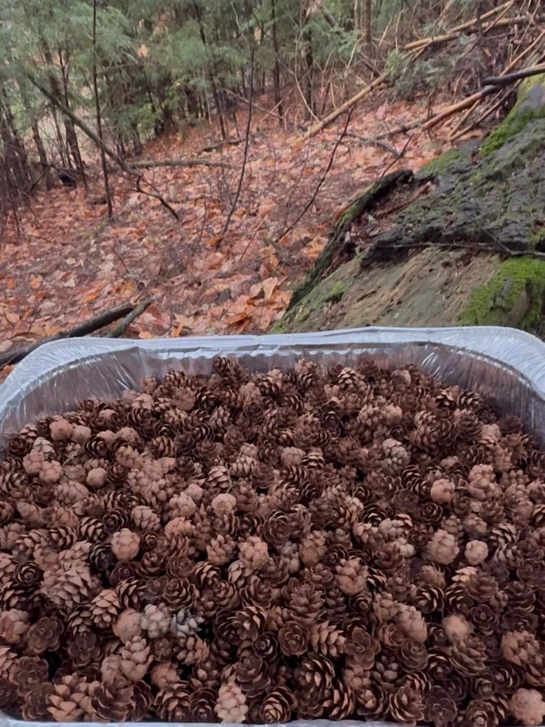 May include: A rectangular aluminum tray filled with numerous brown pine cones. The pine cones are of varying sizes and shapes, with a natural, textured appearance. The background shows a forest setting with trees and fallen leaves.