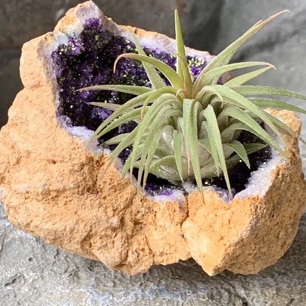 Purple Geode Air Plant,Natural Crystal Holder, Succulent Holder, Air Plants & Succulents, Air plant, Geode Tiny Tilly