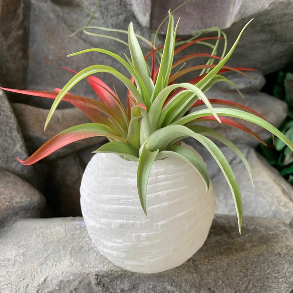 2 lb Selenite Vase Air Plant,Natural Crystal Holder, Succulent Holder, Air Plants & Succulents, Air plant,Red Abdita