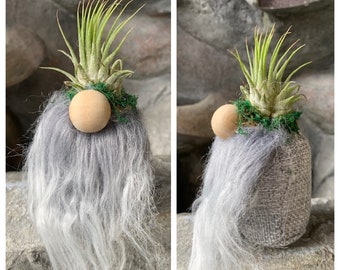 Gnome Air Plant, Gray Hair Gnome, Succulent Holder, Air Plants & Succulents, Air plant, Geode Tiny Tilly Dwarf Ornament ,Gnome Planter