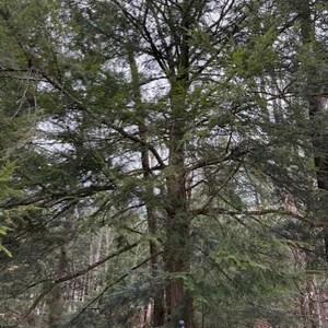 May include: A tall evergreen tree with a thick trunk and numerous branches covered in green needles. The tree is surrounded by other trees in a forest setting, with a cloudy sky in the background.