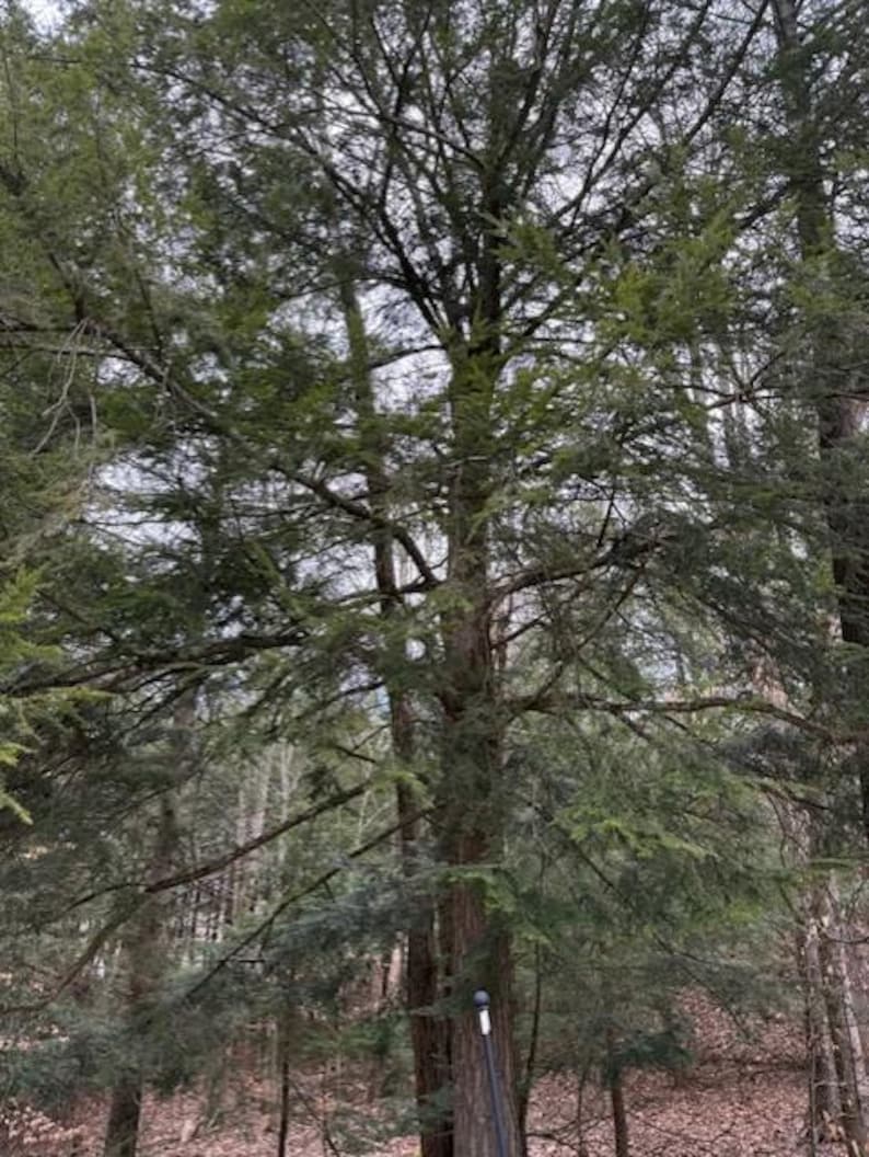 May include: A tall evergreen tree with a thick trunk and numerous branches covered in green needles. The tree is surrounded by other trees in a forest setting, with a cloudy sky in the background.