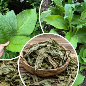 May include: A collage featuring vibrant green comfrey leaves with prominent veins, a lush comfrey plant growing in soil, and a wooden bowl filled with dried, crinkled, dark green comfrey leaves scattered on a rustic wooden surface.