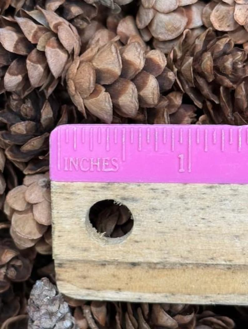 May include: Close-up of brown pine cones with a pink ruler showing inches. The ruler is made of wood and plastic, with the word "INCHES" printed on it. The ruler measures 1 inch.