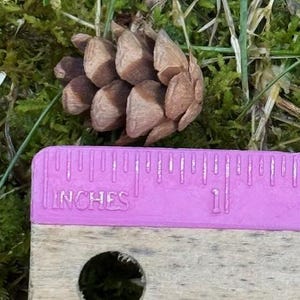 May include: A small, brown pine cone rests on a bed of green moss and grass. A pink ruler with the word "INCHES" is placed near the pine cone, showing a measurement of approximately 1 inch.