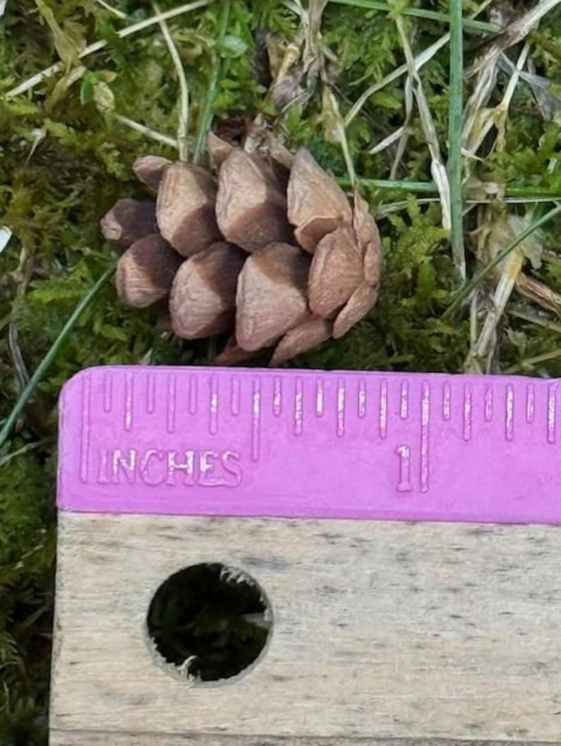 May include: A small, brown pine cone rests on a bed of green moss and grass. A pink ruler with the word "INCHES" is placed near the pine cone, showing a measurement of approximately 1 inch.