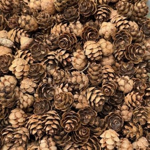 Mini Baby Pinecones, Small Natural Tiny Pine Cones for Simmer Pots, Ritual Decor, Grounding Earth Elements, Rustic Crafts