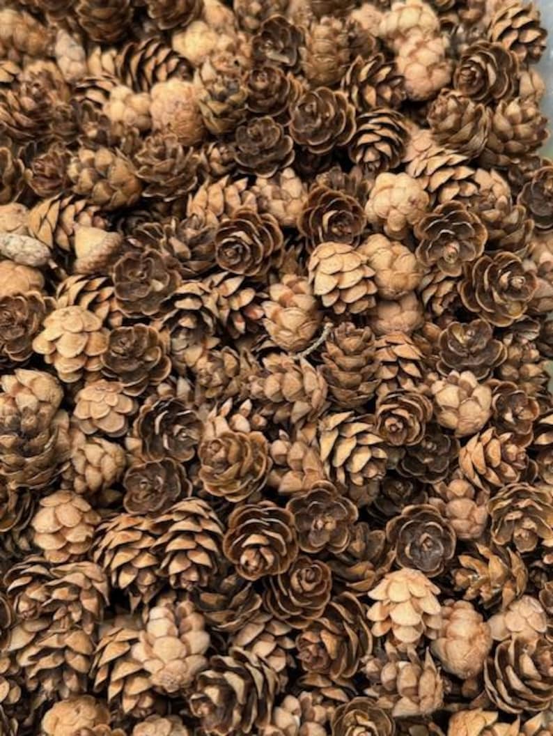 May include: A close-up shot of a pile of small, brown pine cones. The cones vary in size and shape, with some appearing more open than others. The color palette is dominated by shades of brown, creating a natural and earthy aesthetic.