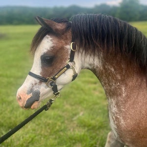 Mini Leather Halter with One Brass Tag (#OZ200S)