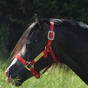 Miniature & Pony Nylon Halter with One Brass Tag (#BH225)