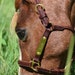 see more listings in the  Halters section