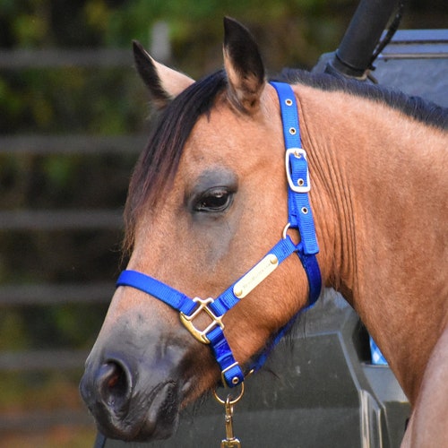 Padded Breakaway Nylon Horse Halter With Custom Brass Name Etsy