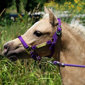 Miniature & Pony Nylon Halter with One Brass Tag BH225 image 2