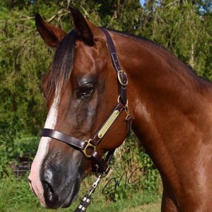 Personalized Economy Brown Leather Horse Halter with one tag